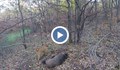 Къде е забранен ловът на дива свиня в Русенско?
