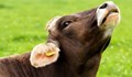 Полицаи преследваха агресивна крава в Германия