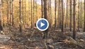 Съмнения за умишлен палеж на борова гора край Ветово