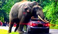 Слон се опита да направи бебе на Toyota