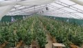 Студентка върти фабрика за марихуана край Скравена