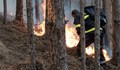Пожар на борова гора край Ветово