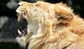 Мъж насъска домашния си лъв срещу електротехник, търсещ парите си