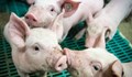 По-строги мерки за биосигурност в животновъдните обекти