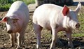 Забраняват отглеждането на повече от 2 крави и 3 прасета в двора