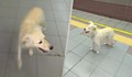 Мъж изостави кучето си в столичното метро