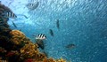 Египет забранява храненето на риби при гмуркане