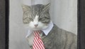 Бездомна котка стана адвокат в Бразилия