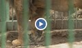 Разградчани са притеснени за състоянието на лъва в местния зоопарк