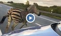 Зебри предзвикаха хаос на магистрала в Германия