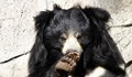 Арестуваха бракониер, ядял репродуктивни органи на мечки