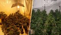 Разкриха лаборатория за марихуана в Сандрово
