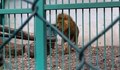 РИОСВ - Русе направи извънредна проверка на зоокъта в Разград