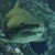 Акула отхапа ръцете на френска туристка в Полинезия