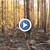 Съмнения за умишлен палеж на борова гора край Ветово