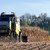Стопани прибират по 822 килограма царевица от декар в Русенско