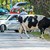 Общински полицаи „арестуваха“ стадо крави в Пловдив
