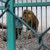 РИОСВ - Русе направи извънредна проверка на зоокъта в Разград