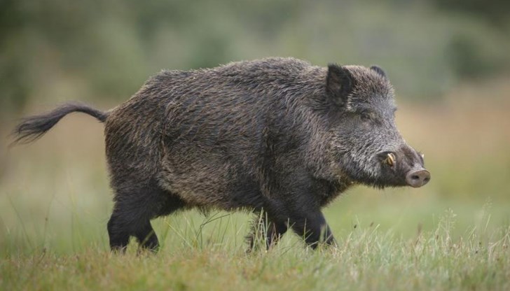 Те са взети от диви свине, отстреляни по време на ловен излет край селата Сини вир и Венец