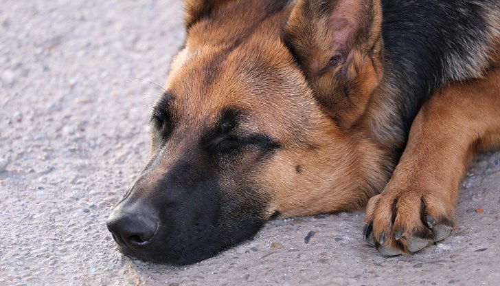 Стопанката открила мъртво кучето си в двора на дома си и подала сигнал в полицията