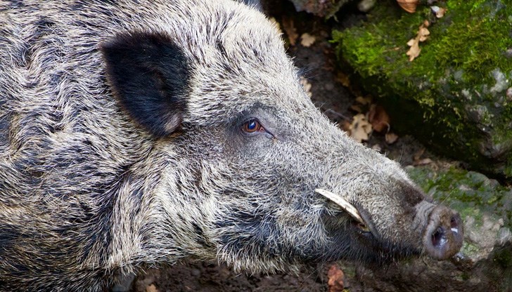 Всички случаи на установяване на заразата са при мъртви диви прасета