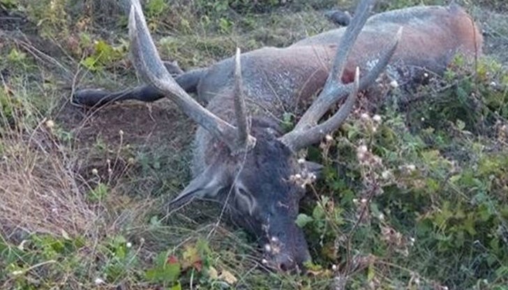 Установени са трима ветовчани - извършители на деянието / Снимката е илюстративна Установени са трима ветовчани - извършители на деянието / Снимката е илюстративна