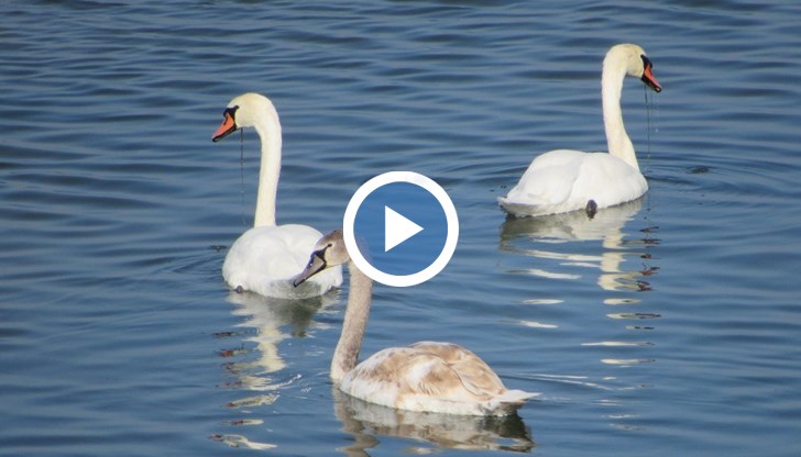 Ято лебеди плават в река Дунав край Русе