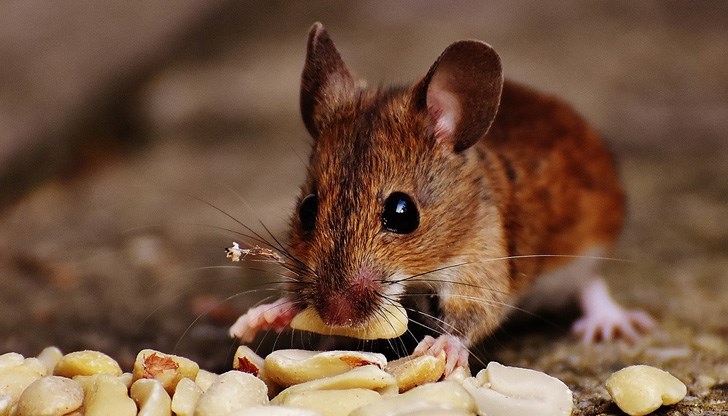 Поверия и ритуали за празника Поверия и ритуали за празника