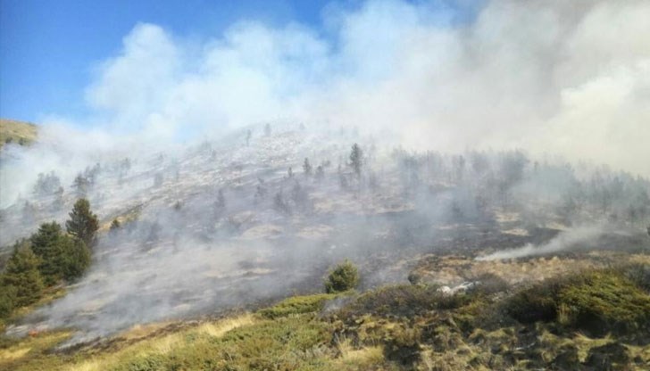Пламъците са засегнали около 600 дка площи