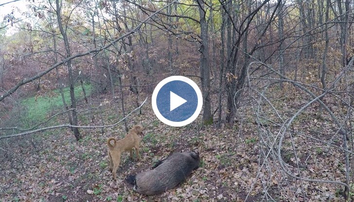 От началото на ловния сезон са отстреляни 40 диви прасета