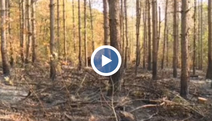 Гората е подпалена заради неуредени сметки между дървосекачи и бизнесмена, който ги е наел