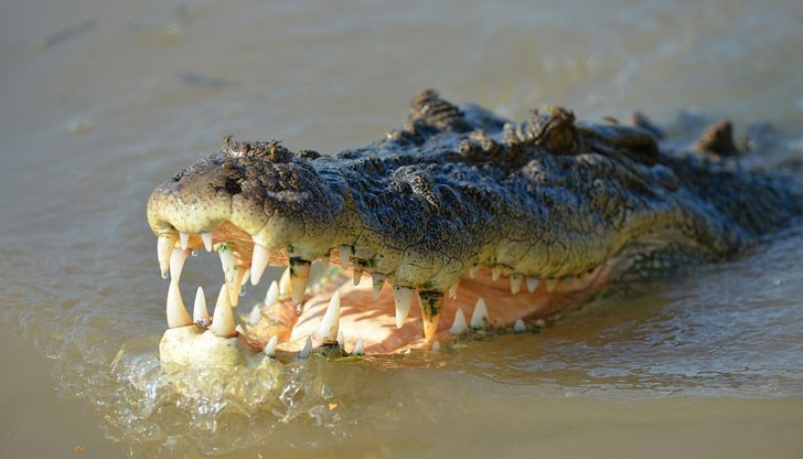 Могат да оцелеят дори две или три години без да хапнат нищо Могат да оцелеят дори две или три години без да хапнат нищо