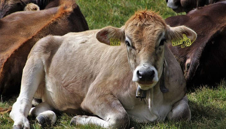 Със заповед на министъра на земеделието, храните и горите Десислава Танева е определен размерът на плащането по Схемите за преходна национална помощ за говеда, биволи, кози и овце-майки Със заповед на министъра на земеделието, храните и горите Десислава Танева е определен размерът на плащането по Схемите за преходна национална помощ за говеда, биволи, кози и овце-майки
