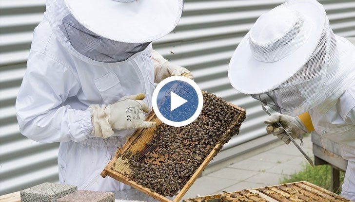 Близо 50% от пчелите са измрели в началото на есента и стопаните са притеснени как ще ги опазят през зимата