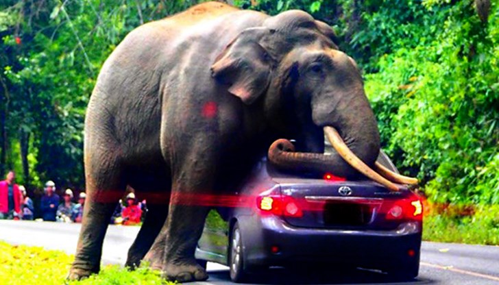 След кратко ухажване я възкачил с очевидното намерение да създадат общо потомство