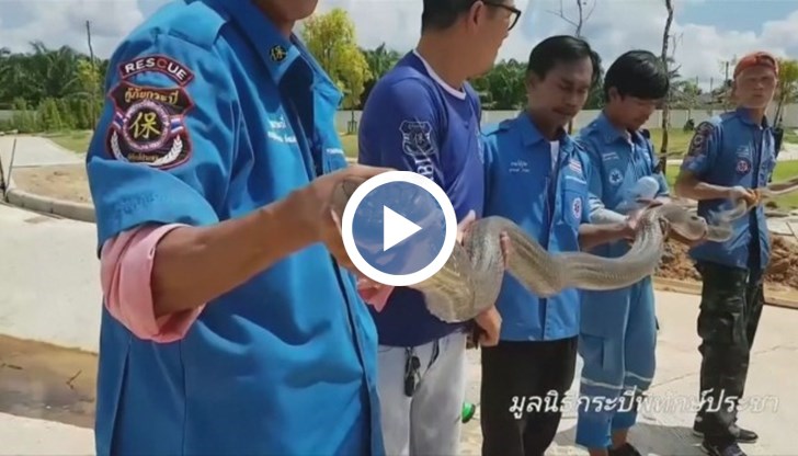 4-метрова змия изплаши посетителите на търговски център в Тайланд