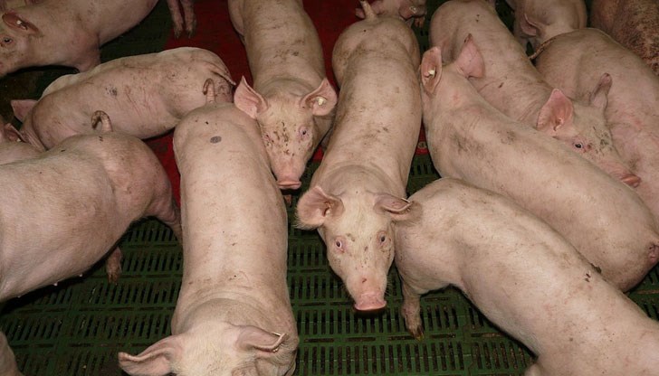 Свиневъдът оспорва размера на изплатеното обезщетение за унищожените 18 500 прасета