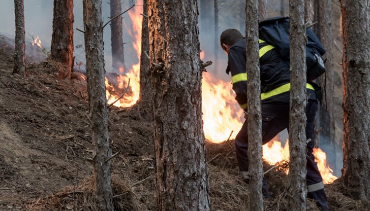 В района на произшествието се е извършвала контролирана горска сеч и е имало струпани камари от дърва за огрев В района на произшествието се е извършвала контролирана горска сеч и е имало струпани камари от дърва за огрев