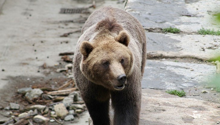 Служители на горското стопанство дежурят в района на Природо-математическата гимназия в града