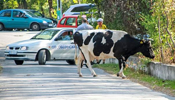 Добичетата се присъединиха към тичащите за здраве пловдивчани