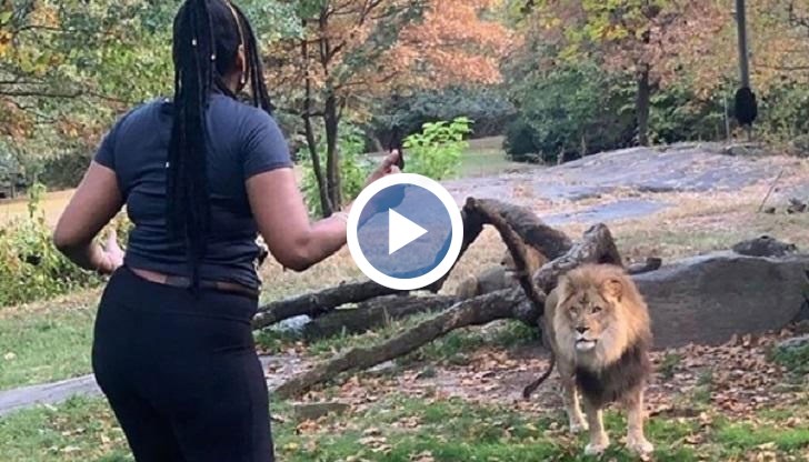 Тя е застанала на метри от хищника и е започнала да танцува