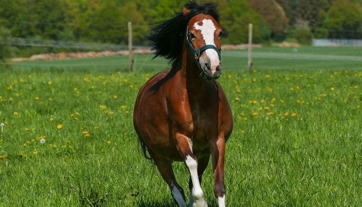 От удара животното умира на място