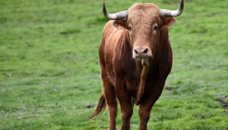 Животното изскочило от поточната линия и след това успял да избяга от персонала Животното изскочило от поточната линия и след това успял да избяга от персонала