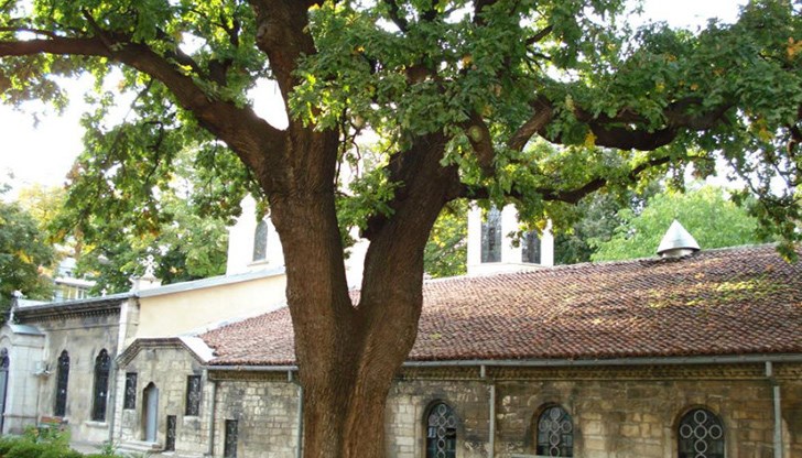 На територията на РИОСВ са съхранени 77 вековни дървета