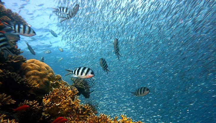 Властите ще помолят чуждестранните туристи да не хранят рибите и ще контролират строго компаниите, които организират дайвинг – турове Властите ще помолят чуждестранните туристи да не хранят рибите и ще контролират строго компаниите, които организират дайвинг – турове