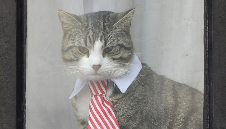 Необикновената история на Леон Необикновената история на Леон