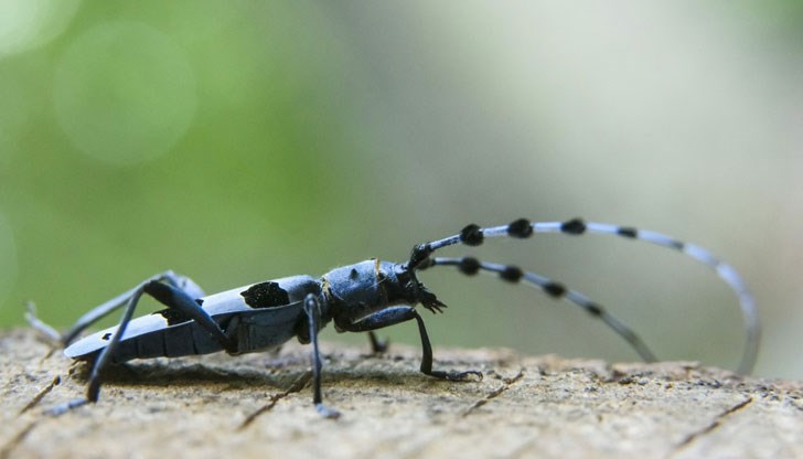 Природозащитници призовават за забрана на инсектицидите и особено на неоникотиноидите, които вече бяха забранени във Франция Природозащитници призовават за забрана на инсектицидите и особено на неоникотиноидите, които вече бяха забранени във Франция