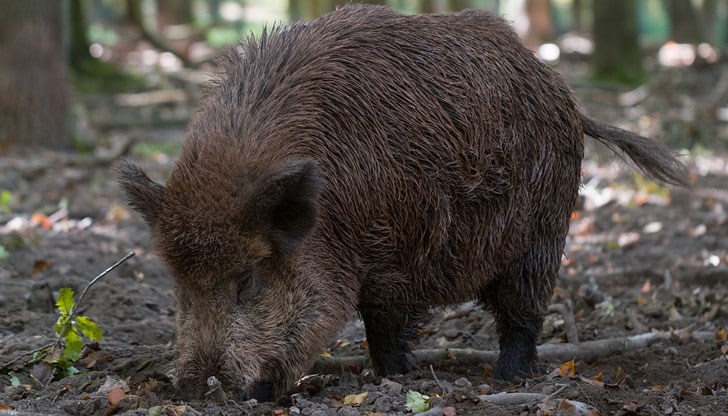 По време на новия сезон ловът ще бъде разрешен три дни седмично, вместо досегашните два дни