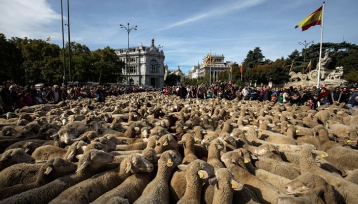 Всяка година пастири прекарват животните си през града, за да преминат към по-южни пасища