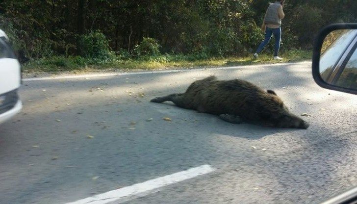 Два диви глигана бяха ударени днес от шофьори в района на Старо Оряхово
